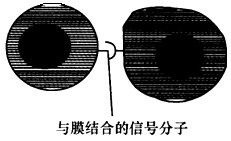 下图表示通过相邻两个细胞的细胞膜接触.信息从一个细胞直接传递给另一个细胞.下列属于该信息交流方式的是 a. 膝跳反射时.传入神经元引起传出神经元兴奋 b